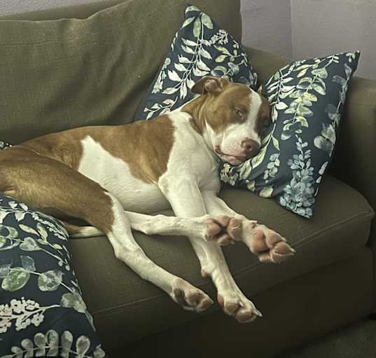 Photo of Obi