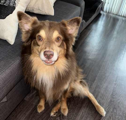 Photo of Goose
