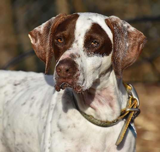 Photo of Elvis- Foster Home Needed