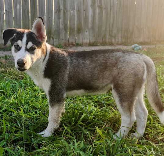 Photo of Balto