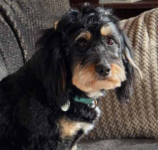 Photo of Sweetie Pie