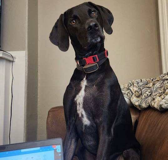 Photo of Toby