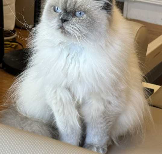 Photo of Angel