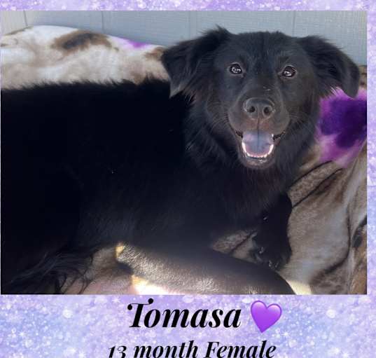 Photo of TOMASA  – 1 YEAR FLAT COAT RET