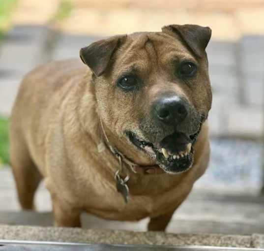 Photo of Teddy