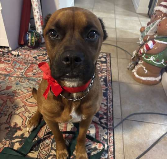 Photo of Scooby