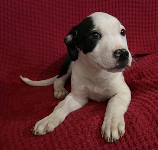 Photo of Spot