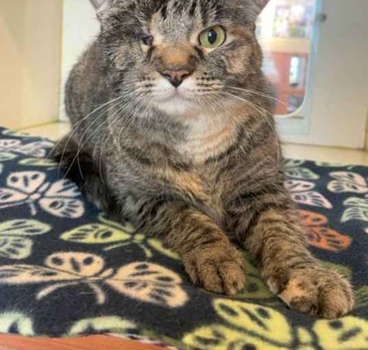 Photo of Parsley