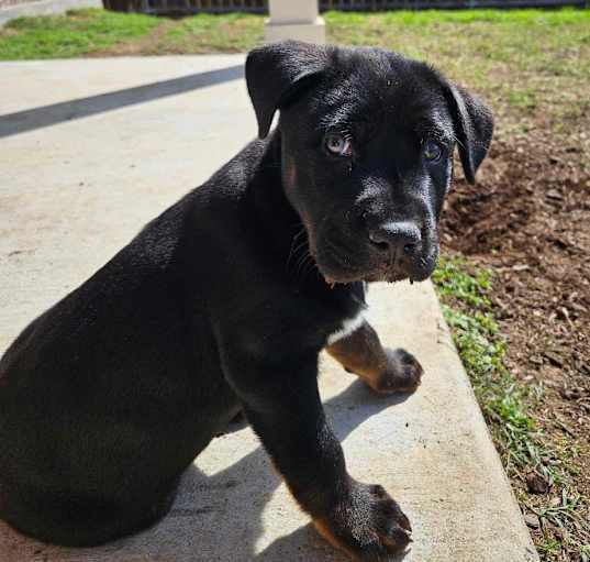 Photo of Bark Knight Hero B210