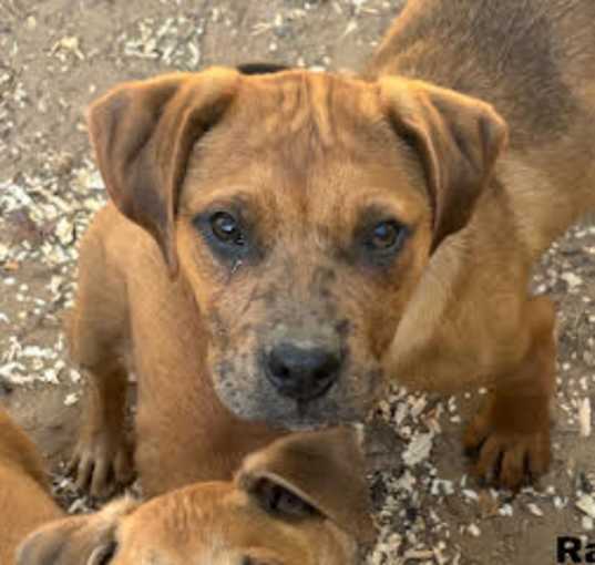 Photo of Ralph