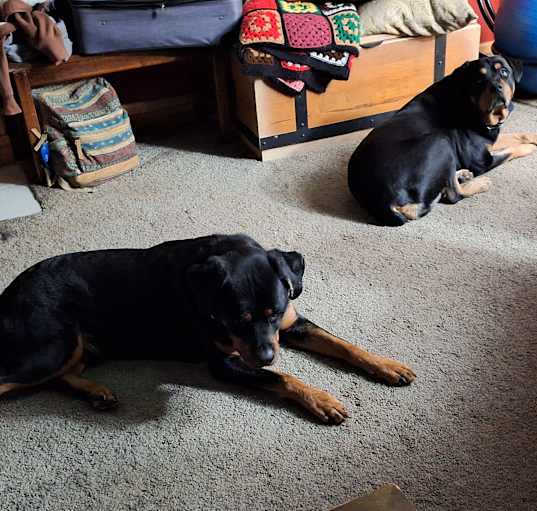 Photo of Henry and Raaz