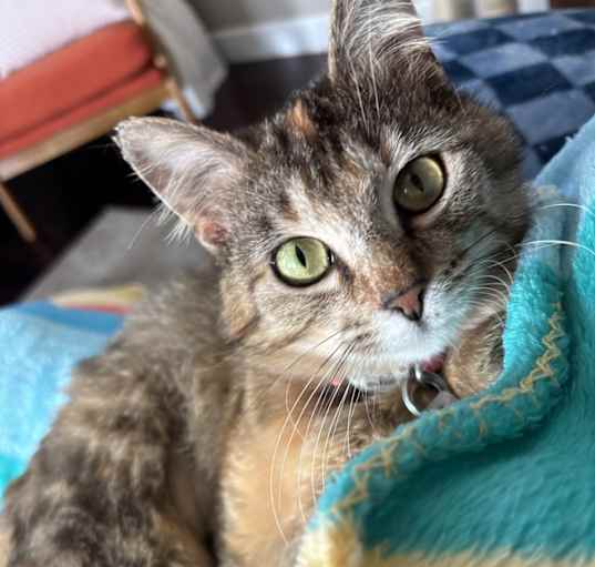 Photo of Kitty