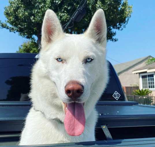 Photo of Blue