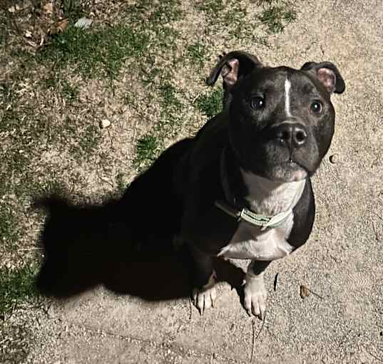 Photo of Jax
