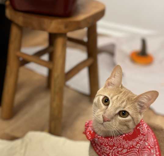 Photo of Oliver