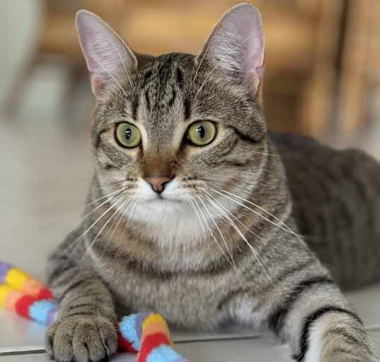 Photo of Milo