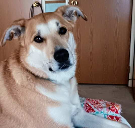Photo of Bailey