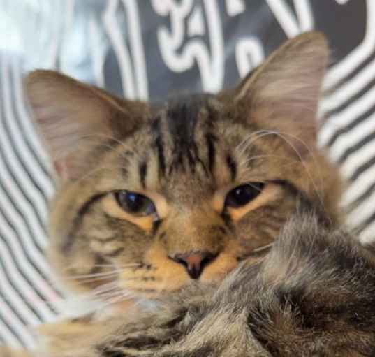Photo of Oddy