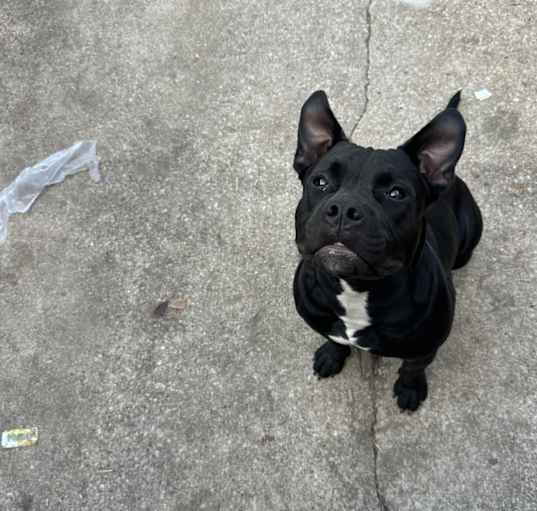 Photo of Spike