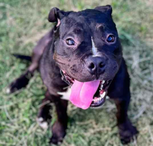 Photo of Molasses