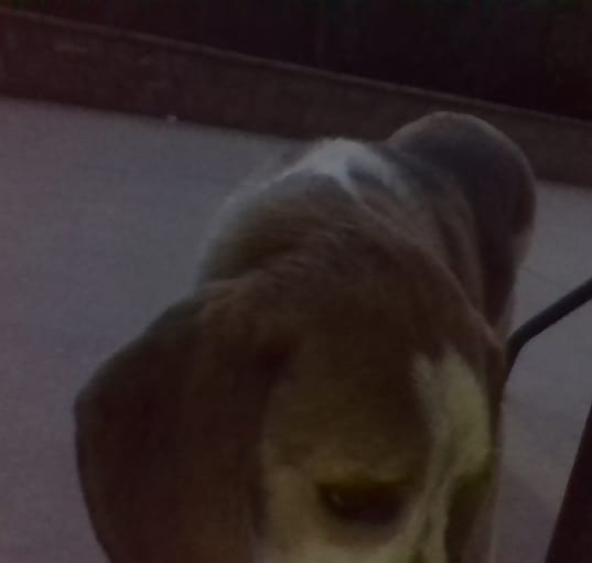 Photo of Astro