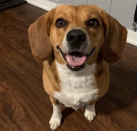 Photo of Bailey