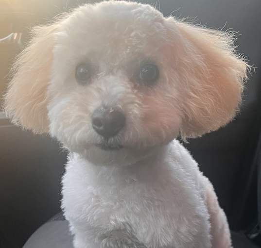 Photo of Josie