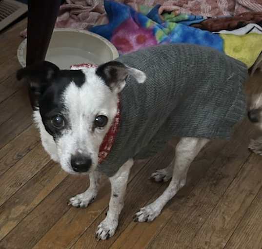 Photo of Petey