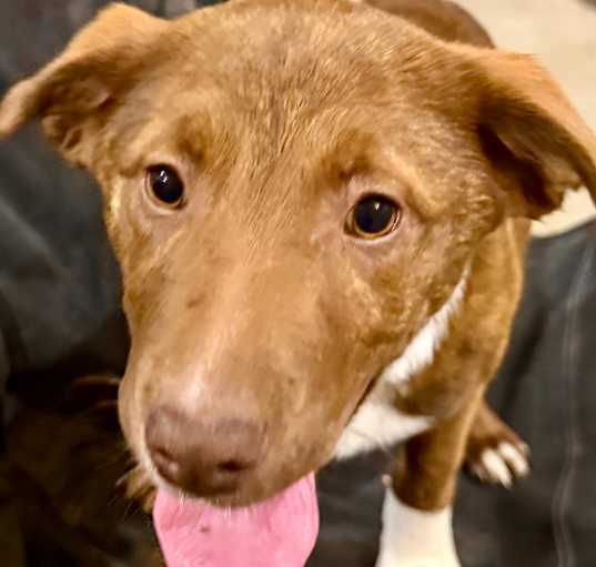 Photo of Dixie