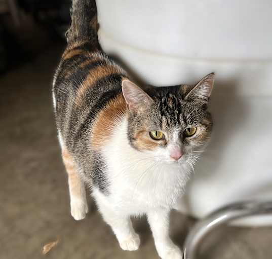 Photo of Clemetine