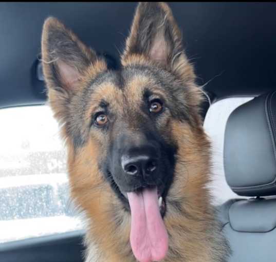 Photo of Nova