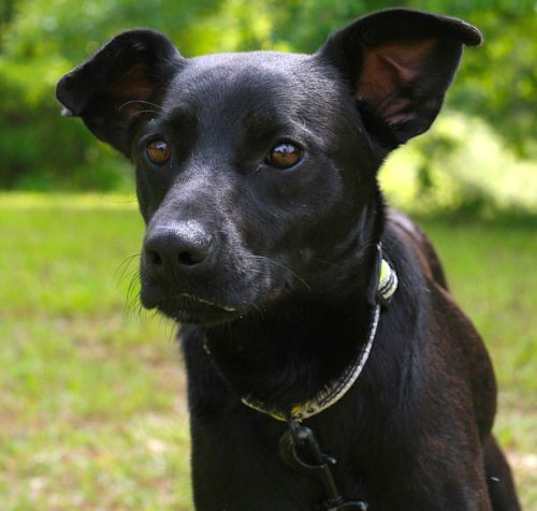 Photo of Onyx
