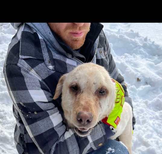 Photo of Lilly the Lab