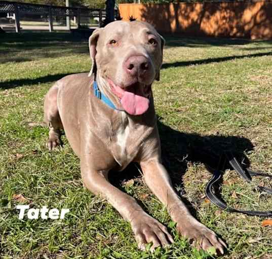 Photo of Tater