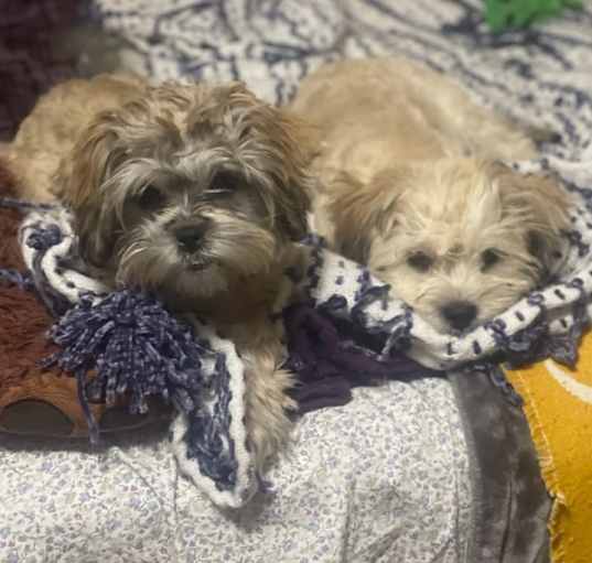 Photo of Ollie & Hazel