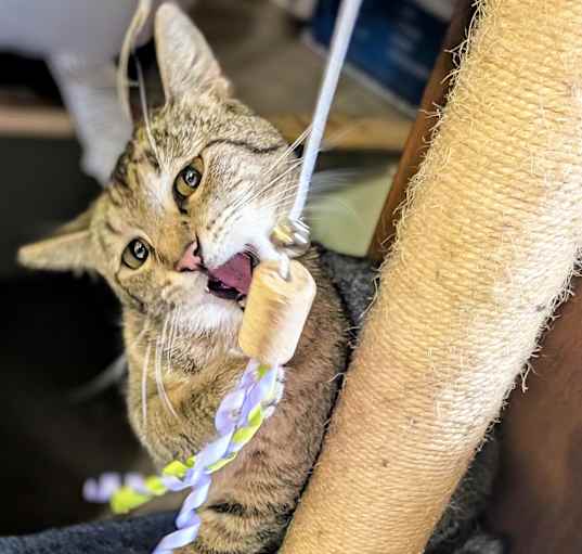 Photo of Tabitha