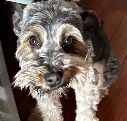 Photo of Guapo