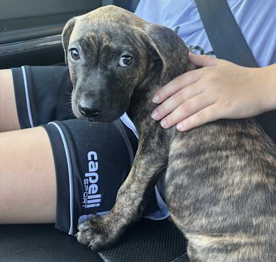 Photo of Elphy (Morri's Litter)