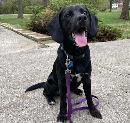 Photo of Knox