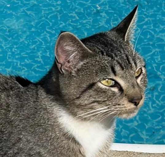 Photo of Romeo