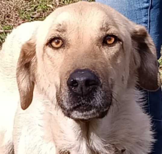 Photo of Layla
