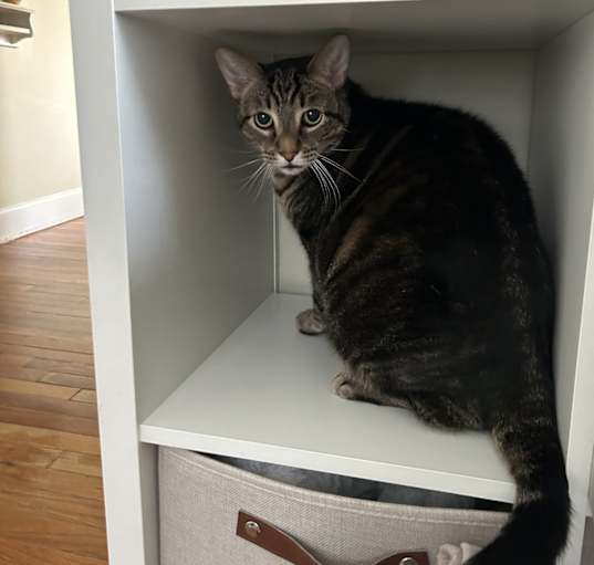 Photo of Milo