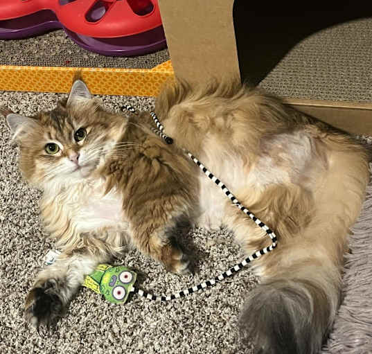 Photo of Amber