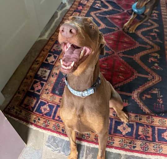 Photo of Hendrix