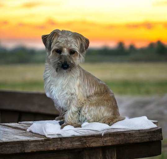 Photo of Toby