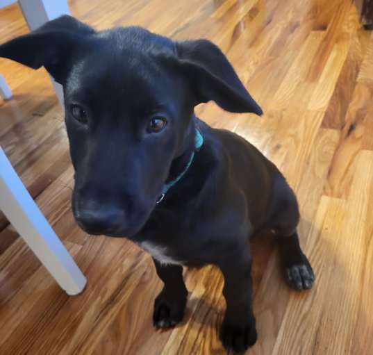 Photo of Domino