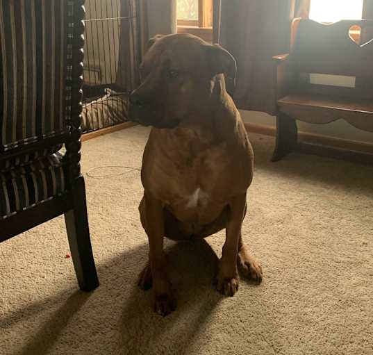 Photo of Sadie