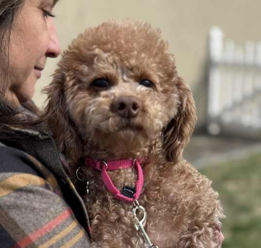 Photo of Fifi