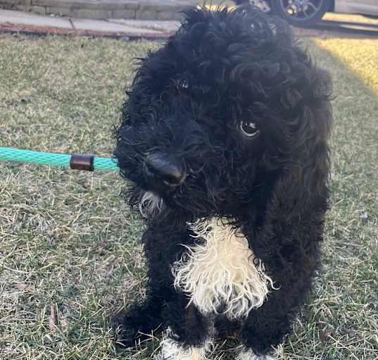 Photo of Poncho