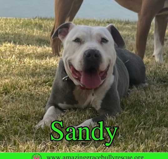 Photo of Sand Dollar (Sandy)